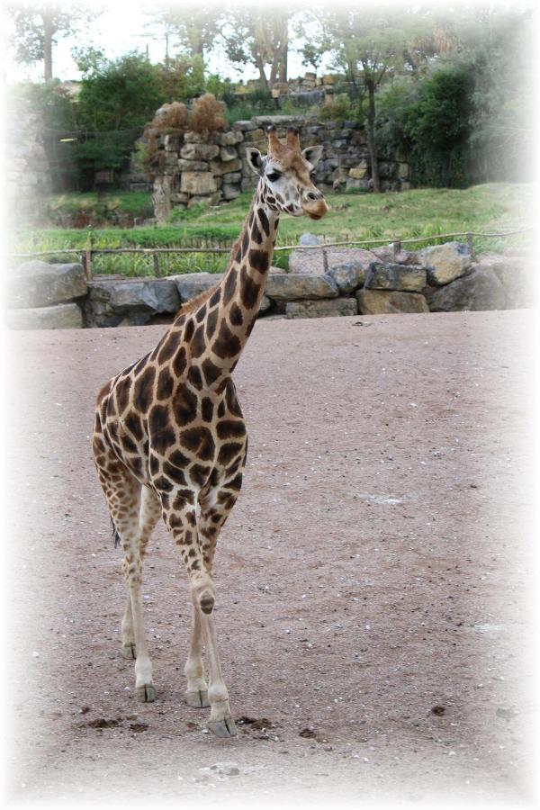 Bulle D Evasion Silly Pres De Pairi Daiza Bed & Breakfast エクステリア 写真